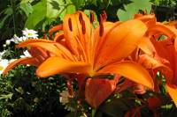 balconyflowers210-140606.jpg