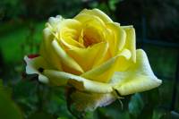 balconyflowers211-140606.jpg