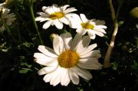 balconyflowers212-140607.jpg