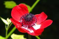 balconyflowers213-140607.jpg