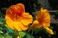 balconyflowers214-140607.jpg