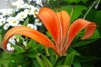 balconyflowers240-140611.jpg