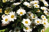 balconyflowers241-140612.jpg