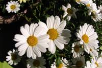 balconyflowers242-140612.jpg