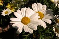balconyflowers243-140612.jpg
