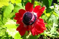 balconyflowers244-140612.jpg