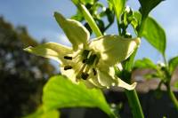 balconyflowers245-140612.jpg