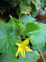 balconyflowers246-140612.jpg