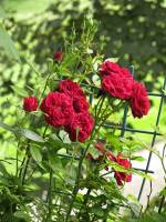 balconyflowers248-140613.jpg