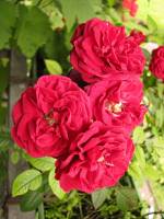 balconyflowers249-140613.jpg