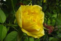 balconyflowers250-140613.jpg