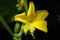 balconyflowers251-140613.jpg