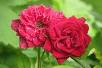 balconyflowers360-140630.jpg