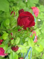 balconyflowers361-140630.jpg