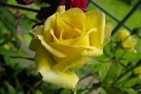 balconyflowers362-140630.jpg
