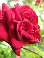 balconyflowers363-140630.jpg