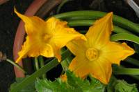 balconyflowers364-140630.jpg