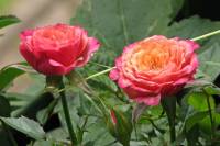 balconyflowers365-140630.jpg