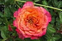 balconyflowers366-140630.jpg