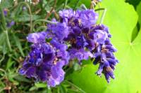 balconyflowers367-140630.jpg