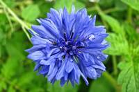 balconyflowers369-140630.jpg