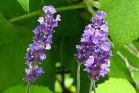 balconyflowers370-140630.jpg