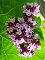 balconyflowers371-140630.jpg