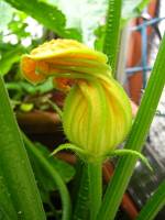 balconyflowers384-140702.jpg