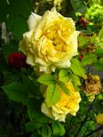 balconyflowers385-140702.jpg