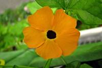 balconyflowers386-140702.jpg