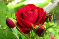 balconyflowers387-140702.jpg