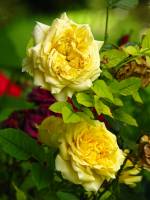 balconyflowers388-140702.jpg