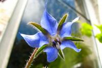 balconyflowers389-140703.jpg