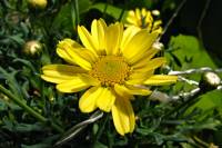 balconyflowers390-140703.jpg