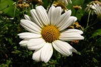 balconyflowers391-140703.jpg