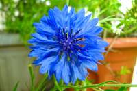 balconyflowers392-140703.jpg
