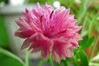 balconyflowers393-140703.jpg