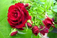 balconyflowers394-140703.jpg