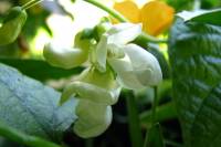 balconyflowers395-140703.jpg
