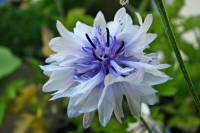 balconyflowers493-140716.jpg