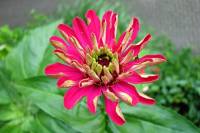 balconyflowers494-140716.jpg