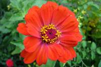 balconyflowers495-140716.jpg
