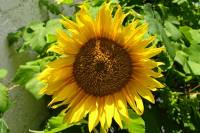 balconyflowers496-140717.jpg