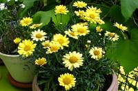 balconyflowers498-140717.jpg