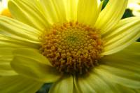 balconyflowers499-140717.jpg