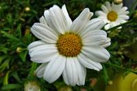 balconyflowers500-140717.jpg