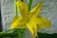 balconyflowers501-140717.jpg