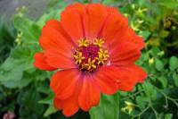 balconyflowers502-140717.jpg