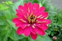balconyflowers503-140717.jpg