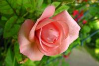 balconyflowers588-140801.jpg